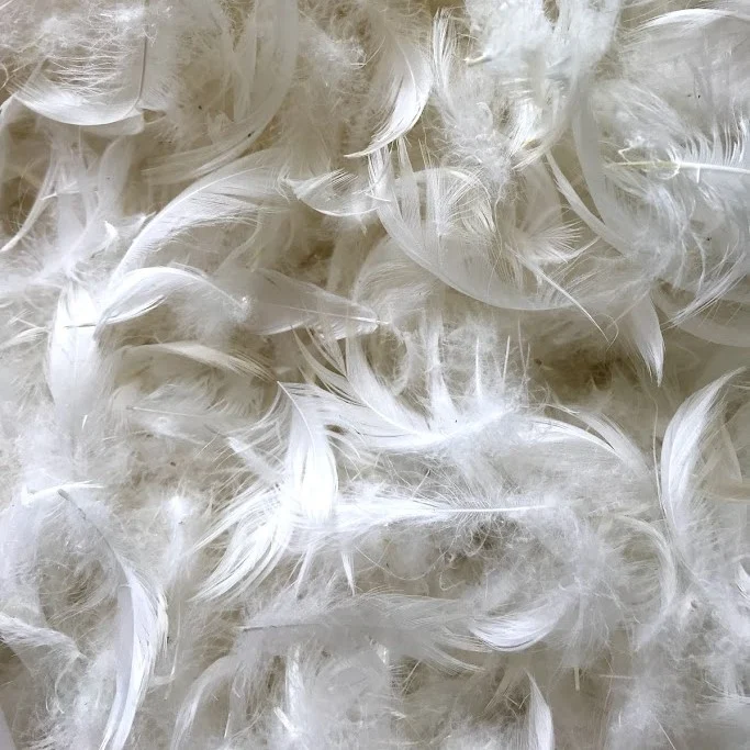 French Consul feather cushion insert